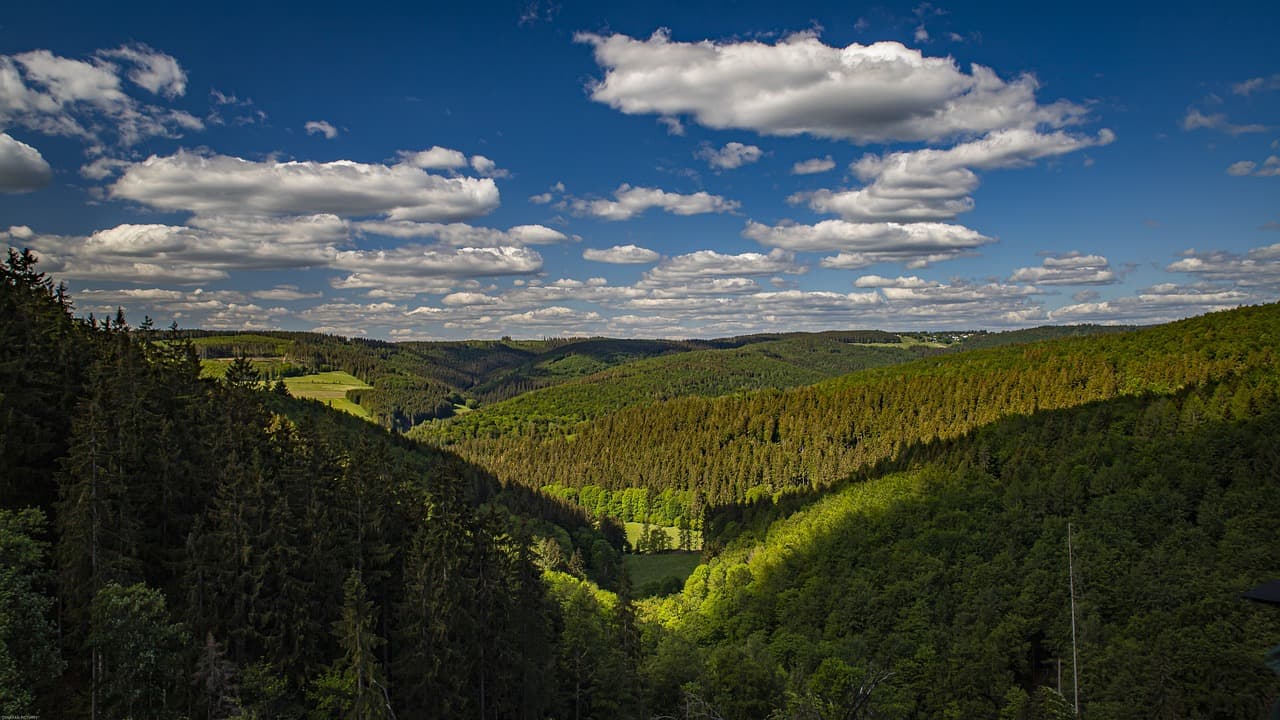 Grüne Waldlandschaft im Sauerland