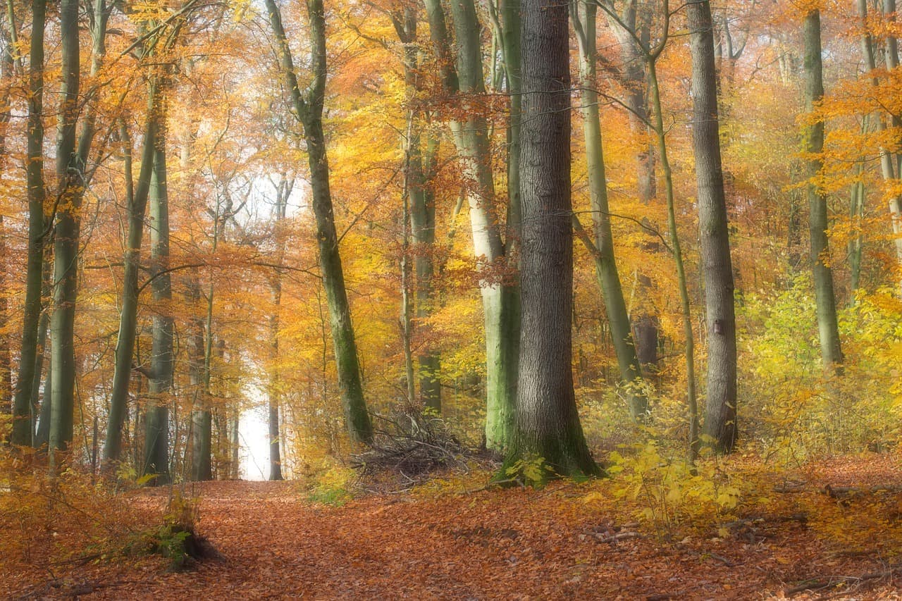 Herbstlicher Waldweg in Südwestfalen